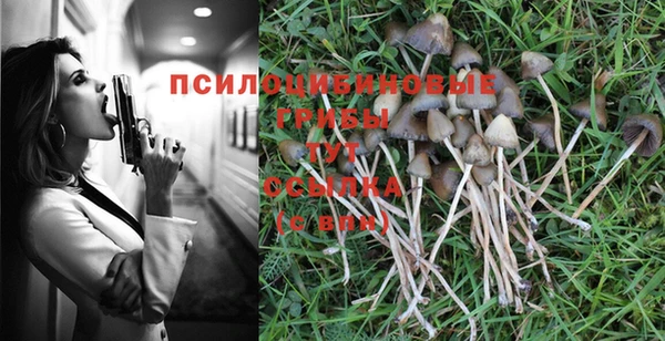 индика Осинники