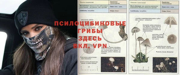 индика Осинники